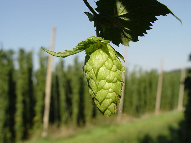 Hops Bud