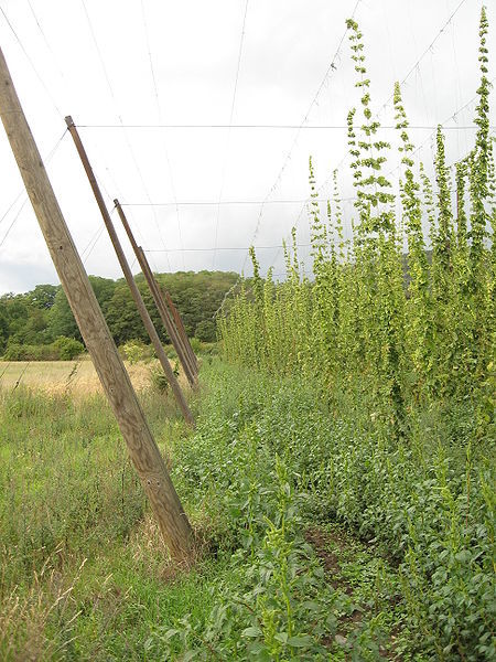 Hops Plant